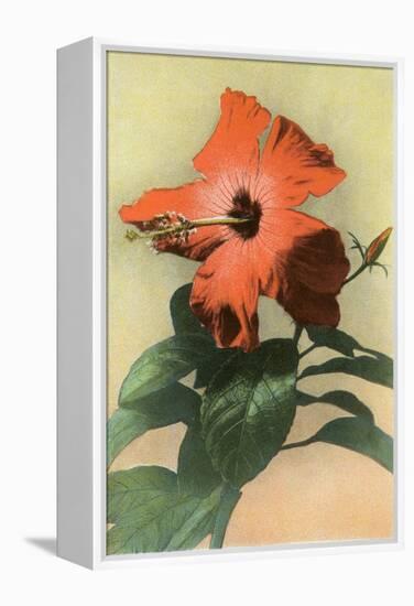 Hibiscus, Hawaii-null-Framed Stretched Canvas