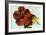Hibiscus, Hawaii-null-Framed Art Print
