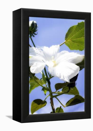 Hibiscus I-Alan Hausenflock-Framed Premier Image Canvas