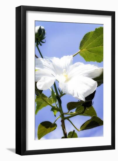 Hibiscus I-Alan Hausenflock-Framed Photographic Print
