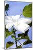 Hibiscus I-Alan Hausenflock-Mounted Photographic Print