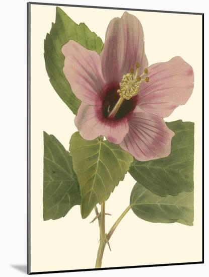 Hibiscus I-Cooke-Mounted Art Print