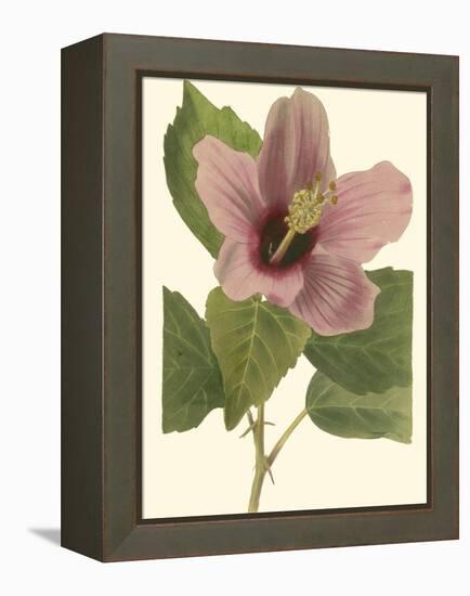 Hibiscus I-Cooke-Framed Stretched Canvas