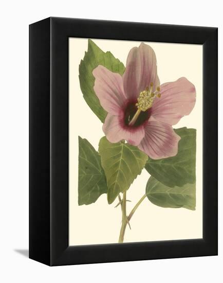 Hibiscus I-Cooke-Framed Stretched Canvas