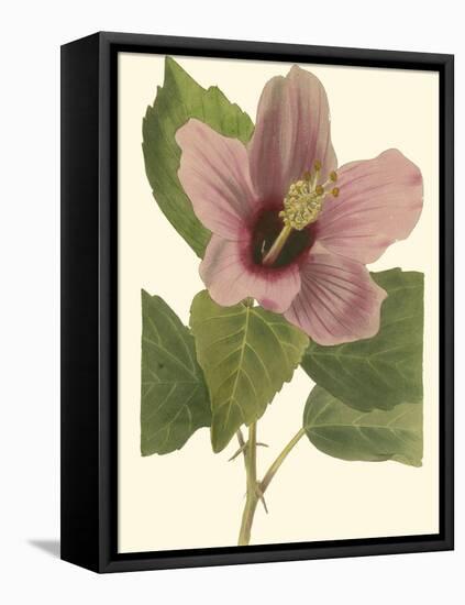 Hibiscus I-Cooke-Framed Stretched Canvas