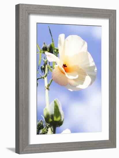 Hibiscus II-Alan Hausenflock-Framed Photographic Print