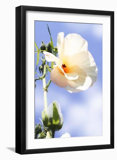 Hibiscus II-Alan Hausenflock-Framed Photographic Print