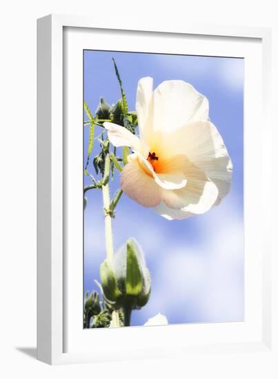 Hibiscus II-Alan Hausenflock-Framed Photographic Print