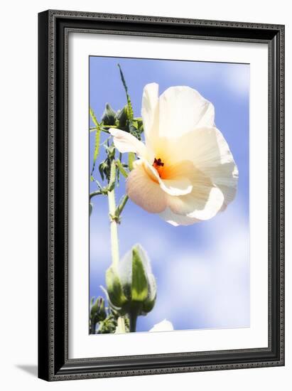 Hibiscus II-Alan Hausenflock-Framed Photographic Print