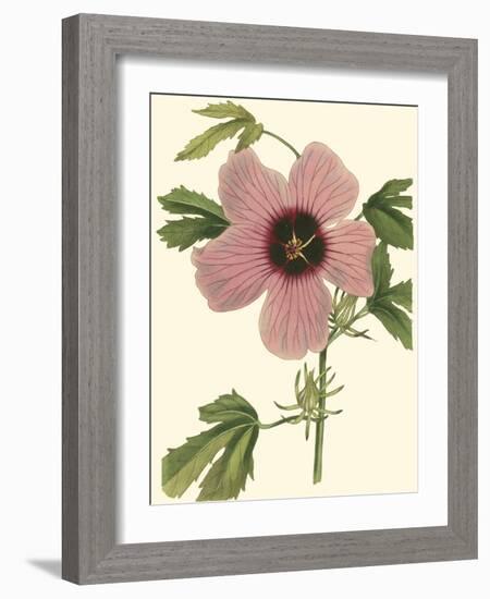 Hibiscus II-Cooke-Framed Art Print