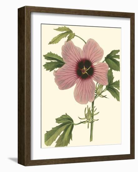 Hibiscus II-Cooke-Framed Art Print