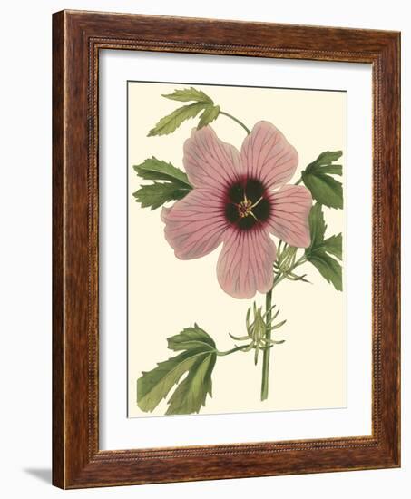 Hibiscus II-Cooke-Framed Art Print