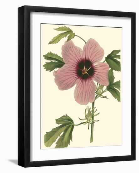 Hibiscus II-Cooke-Framed Art Print