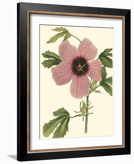 Hibiscus II-Cooke-Framed Art Print