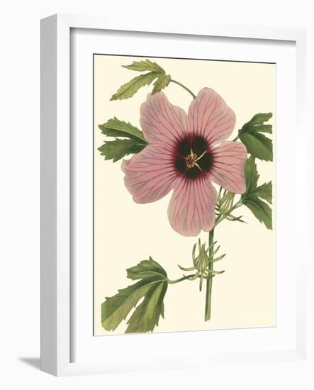 Hibiscus II-Cooke-Framed Art Print