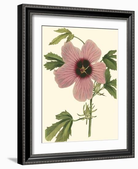 Hibiscus II-Cooke-Framed Art Print