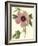 Hibiscus II-Cooke-Framed Art Print