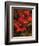 Hibiscus II-John Seba-Framed Premium Giclee Print