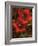 Hibiscus II-John Seba-Framed Art Print