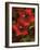 Hibiscus II-John Seba-Framed Art Print