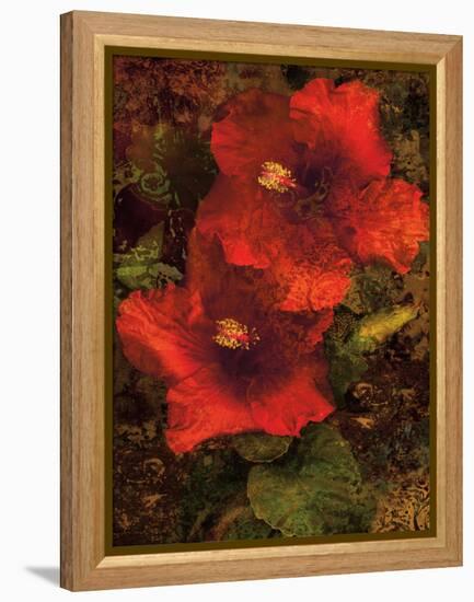 Hibiscus II-John Seba-Framed Stretched Canvas