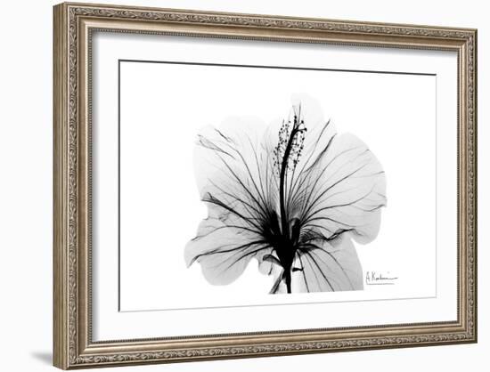 Hibiscus in Black and White-Albert Koetsier-Framed Art Print