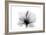 Hibiscus in Black and White-Albert Koetsier-Framed Art Print