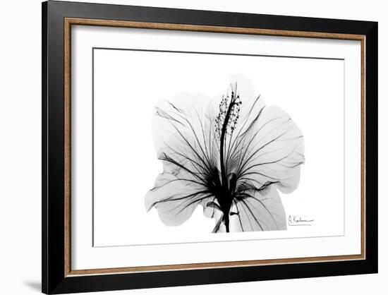 Hibiscus in Black and White-Albert Koetsier-Framed Art Print