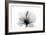 Hibiscus in Black and White-Albert Koetsier-Framed Art Print