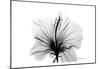 Hibiscus in Black and White-Albert Koetsier-Mounted Art Print