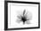 Hibiscus in Black and White-Albert Koetsier-Framed Art Print