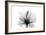 Hibiscus in Black and White-Albert Koetsier-Framed Art Print