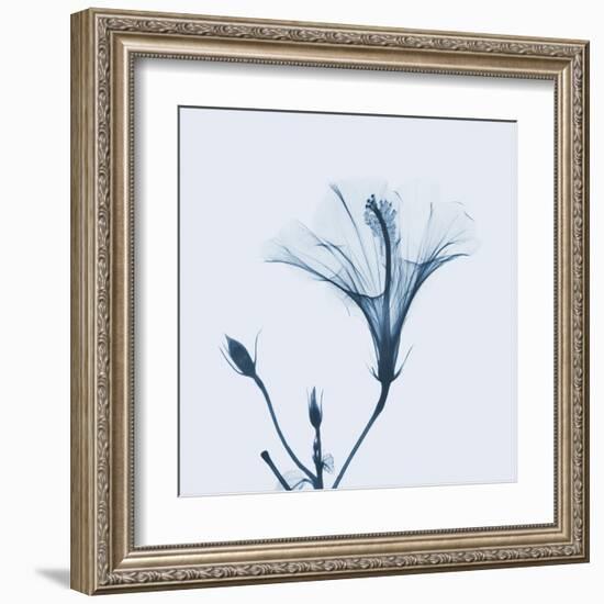 Hibiscus in Blue-Albert Koetsier-Framed Art Print