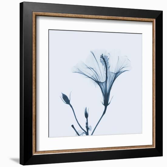 Hibiscus in Blue-Albert Koetsier-Framed Art Print