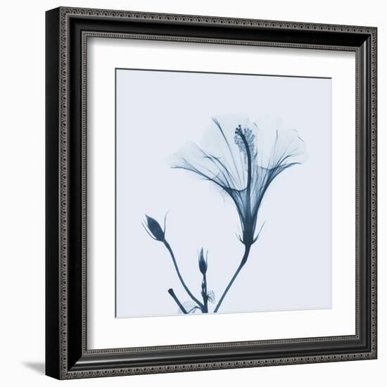 Hibiscus in Blue-Albert Koetsier-Framed Art Print