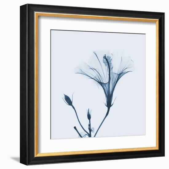 Hibiscus in Blue-Albert Koetsier-Framed Art Print