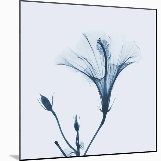 Hibiscus in Blue-Albert Koetsier-Mounted Art Print