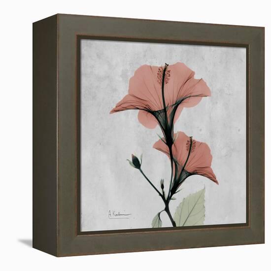 Hibiscus Marsala-Albert Koetsier-Framed Stretched Canvas