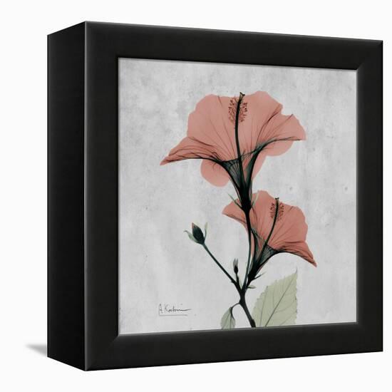 Hibiscus Marsala-Albert Koetsier-Framed Stretched Canvas