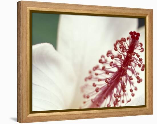 Hibiscus, Maui, Hawaii, USA-Darrell Gulin-Framed Premier Image Canvas