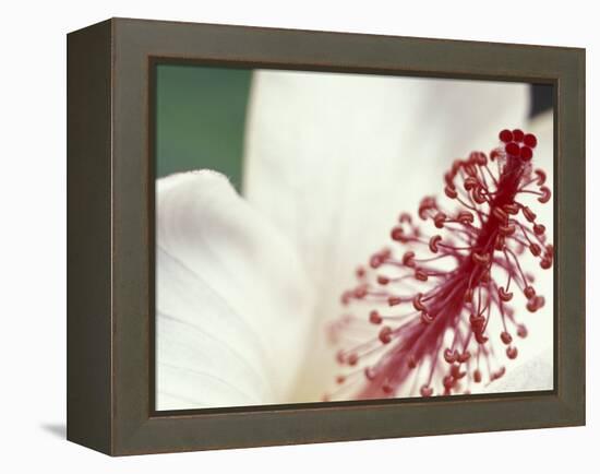Hibiscus, Maui, Hawaii, USA-Darrell Gulin-Framed Premier Image Canvas