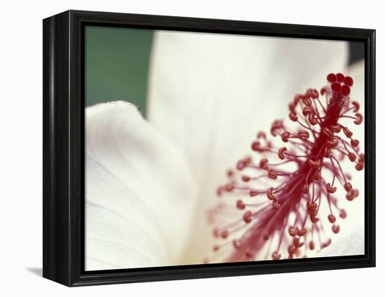 Hibiscus, Maui, Hawaii, USA-Darrell Gulin-Framed Premier Image Canvas