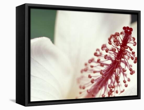 Hibiscus, Maui, Hawaii, USA-Darrell Gulin-Framed Premier Image Canvas