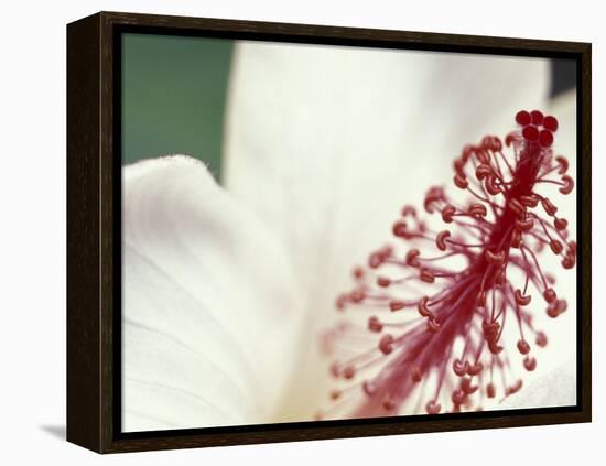 Hibiscus, Maui, Hawaii, USA-Darrell Gulin-Framed Premier Image Canvas