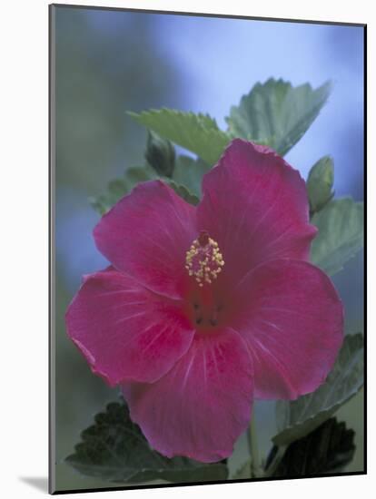 Hibiscus, Maui, Hawaii, USA-Darrell Gulin-Mounted Photographic Print