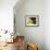 Hibiscus, Maui, Hawaii, USA-Darrell Gulin-Framed Photographic Print displayed on a wall