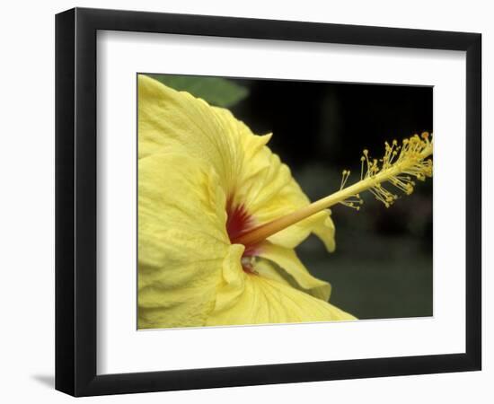 Hibiscus, Maui, Hawaii, USA-Darrell Gulin-Framed Photographic Print