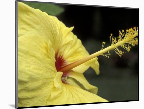 Hibiscus, Maui, Hawaii, USA-Darrell Gulin-Mounted Photographic Print