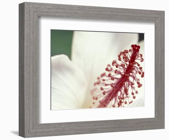 Hibiscus, Maui, Hawaii, USA-Darrell Gulin-Framed Photographic Print