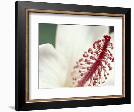 Hibiscus, Maui, Hawaii, USA-Darrell Gulin-Framed Photographic Print